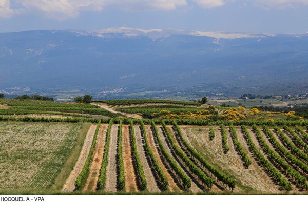 plaine-autour-de-blauvac-5076.jpg-800px